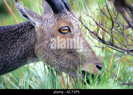 NILGIRI TAHR (HEMITRAGUS HYLOCRIUS), BERGZIEGEN DER WESTERN GHATS, ERAVIKULAM NATIONALPARK, KERA Stockfoto