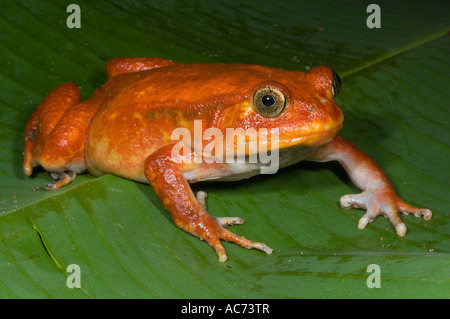 Tomaten (Dyscophus Antongilii) Frosch gefangen, östlichen Madagaskars Stockfoto