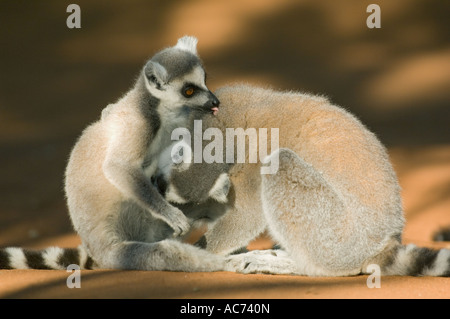 Ring-tailed Lemur, Mutter und Baby, (Lemur Catta) Berenty Reservat, Süd-Madagaskar Stockfoto