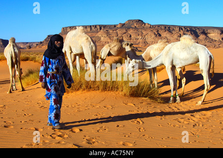 Tuareg-Nomaden mit weidenden Dromedare Acacus Berge Libyen Stockfoto