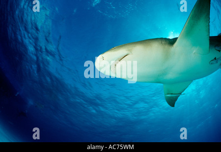 Zitrone Hai Negaprion Brevirostris Bahamas-Grand Bahama Island Atlantik Stockfoto