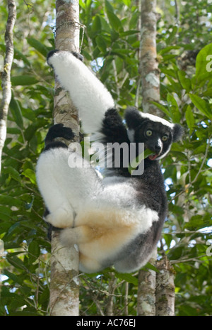 Lemur Indri (Indri Indri) Fütterung in den Bäumen Spezialreservat Analamazaotra-Perinet, östlichen Madagaskars Stockfoto