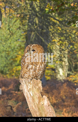 Waldkauz Strix Aluco Gefangenen Vogel Mark Asche Holz New Forest Hampshire England Stockfoto