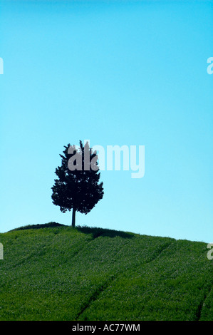 Lone Pine im Bereich in der Region Toskana in Italien Stockfoto