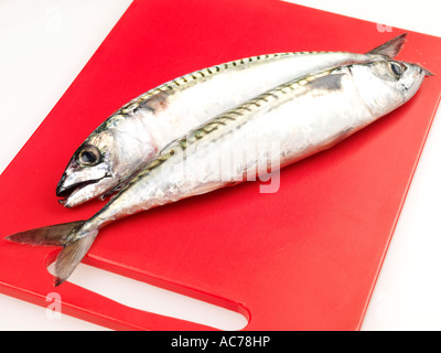 Frische, gesunde Ganze Roh ungekocht Makrelen bereit zu Kochen Isoliert gegen einen weißen Hintergrund mit keine Menschen und einen Freistellungspfad Stockfoto