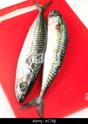 Frische, gesunde Ganze Roh ungekocht Makrelen bereit zu Kochen Isoliert gegen einen weißen Hintergrund mit keine Menschen und einen Freistellungspfad Stockfoto