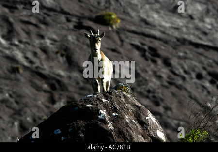 NILGIRI TAHR (HEMITRAGUS HYLOCRIUS), BERGZIEGEN DER WESTERN GHATS, ERAVIKULAM NATIONALPARK MUNNA Stockfoto