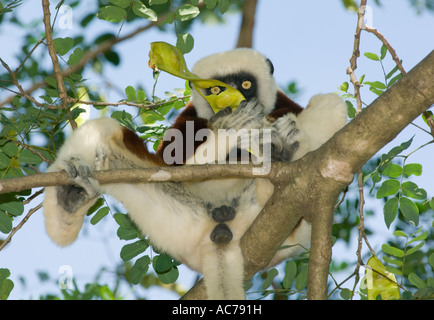 Coquerel Sifaka (Propithecus Coquereli) Ankarafantsika Nationalpark, Ampijoroa Reserve, westlichen Madagaskar Pflanzensamen Essen Stockfoto