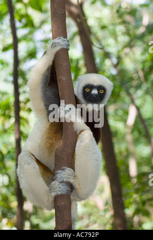 Coquerel Sifaka (Propithecus Coquereli) Ankarafantsika Nationalpark, Ampijoroa Reserve, westlichen Madagaskar Stockfoto