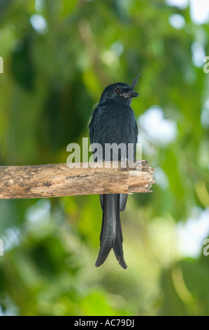 Crested Drongo (Dicrurus Forficatus) Ankaranfantsika Nationalpark, westlichen Madagaskar Stockfoto