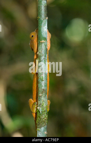 Parsons Chamäleon (Calumma Parsoni) weibliche versteckt sich hinter Zweig, WILD, Perinet Reservat, Madagaskar Stockfoto