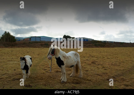 Reisenden Ponys in einem Feld in der Nähe von Redruth in Cornwall, england Stockfoto