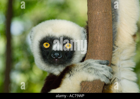 Coquerel Sifaka (Propithecus Coquereli) Ankarafantsika Nationalpark, Ampijoroa Reserve, Madagaskar Stockfoto