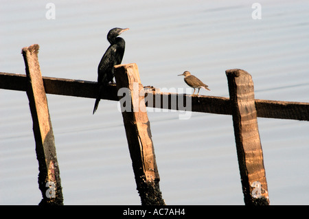 KORMORAN UND REGENPFEIFER RUHT AUF WATERFRONT ZAUN, ASHTAMUDI SEE KOLLAM DIST Stockfoto