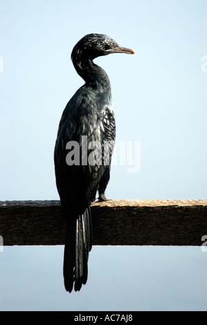 KORMORAN RUHT AUF WATERFRONT ZAUN, ASHTAMUDI SEE KOLLAM DIST Stockfoto