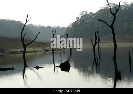 TOTEN BAUMSTÜMPFEN IN PERIYAR SEE, THEKKADY Stockfoto