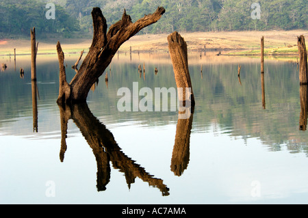 TOTEN BAUMSTÜMPFE VON ÜBER 100 JAHREN IN PERIYAR SEE, THEKKADY Stockfoto