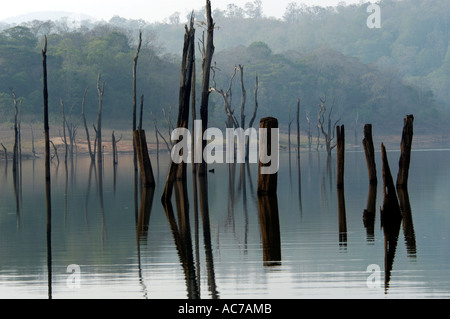 TOTEN BAUMSTÜMPFE VON ÜBER 100 JAHREN IN PERIYAR SEE, THEKKADY Stockfoto