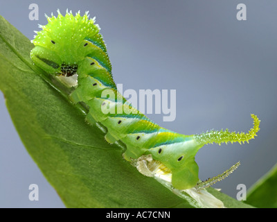 Tod Kopf Hawkmoth Larve Stockfoto