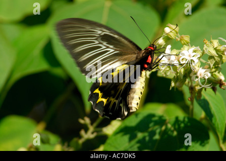 SÜDLICHEN BIRDWING SCHMETTERLING SILENT VALLEY NATIONALPARK PALAKKAD DIST Stockfoto