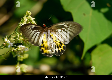 SÜDLICHEN BIRDWING SCHMETTERLING SILENT VALLEY NATIONALPARK PALAKKAD DIST Stockfoto