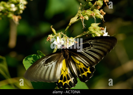 SÜDLICHEN BIRDWING SCHMETTERLING SILENT VALLEY NATIONALPARK PALAKKAD DIST Stockfoto