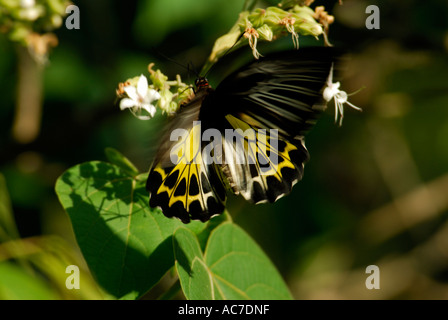 SÜDLICHEN BIRDWING SCHMETTERLING SILENT VALLEY NATIONALPARK PALAKKAD DIST Stockfoto