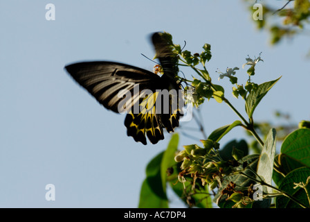 SÜDLICHEN BIRDWING SCHMETTERLING SILENT VALLEY NATIONALPARK PALAKKAD DIST Stockfoto