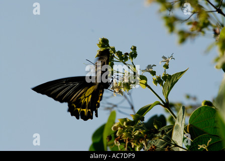 SÜDLICHEN BIRDWING SCHMETTERLING SILENT VALLEY NATIONALPARK PALAKKAD DIST Stockfoto