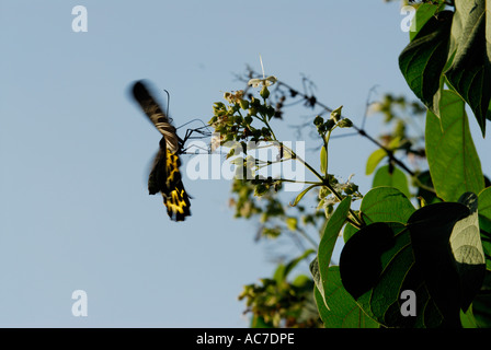 SÜDLICHEN BIRDWING SCHMETTERLING SILENT VALLEY NATIONALPARK PALAKKAD DIST Stockfoto