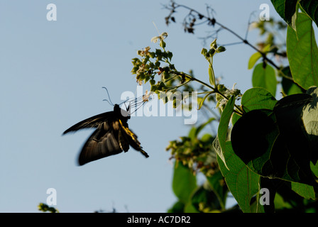 SÜDLICHEN BIRDWING SCHMETTERLING SILENT VALLEY NATIONALPARK PALAKKAD DIST Stockfoto