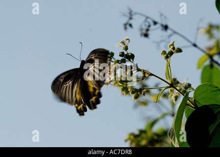 SÜDLICHEN BIRDWING SCHMETTERLING SILENT VALLEY NATIONALPARK PALAKKAD DIST Stockfoto