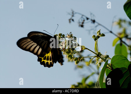 SÜDLICHEN BIRDWING SCHMETTERLING SILENT VALLEY NATIONALPARK PALAKKAD DIST Stockfoto