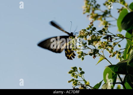 SÜDLICHEN BIRDWING SCHMETTERLING SILENT VALLEY NATIONALPARK PALAKKAD DIST Stockfoto