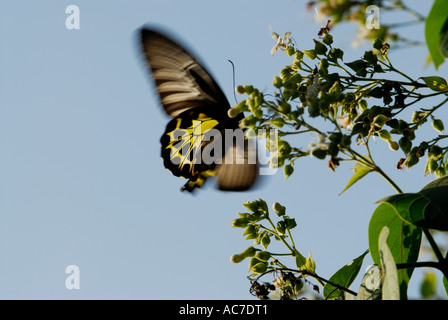 SÜDLICHEN BIRDWING SCHMETTERLING SILENT VALLEY NATIONALPARK PALAKKAD DIST Stockfoto