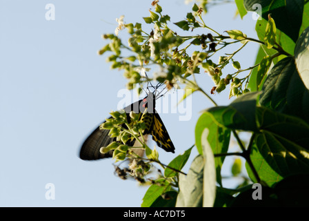 SÜDLICHEN BIRDWING SCHMETTERLING SILENT VALLEY NATIONALPARK PALAKKAD DIST Stockfoto