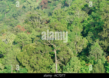 IMMERGRÜNE WALD BALDACHIN SILENT VALLEY NATIONALPARK PALAKKAD DIST Stockfoto