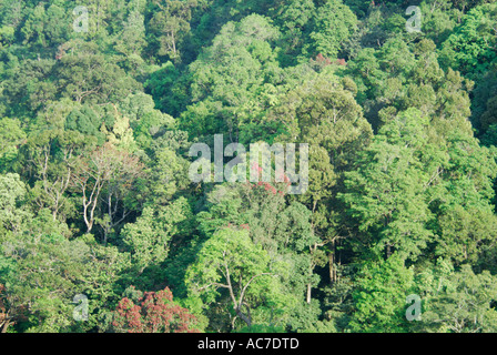 IMMERGRÜNE WALD BALDACHIN SILENT VALLEY NATIONALPARK PALAKKAD DIST Stockfoto