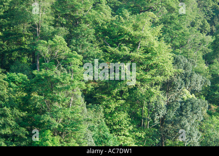 IMMERGRÜNE WALD BALDACHIN SILENT VALLEY NATIONALPARK PALAKKAD DIST Stockfoto