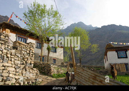 Indien Himachal Pradesh Spiti Pin Valley Schlamm Dorfstraße mit typischen Häusern Esel in eingereicht und Berge in Bkgd Stockfoto