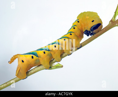 Tod Kopf Hawkmoth Larve Stockfoto