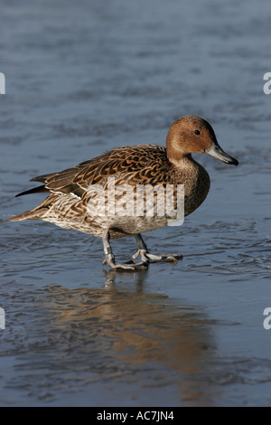 Pintail weibliche Ente auf vereisten Teich Stockfoto