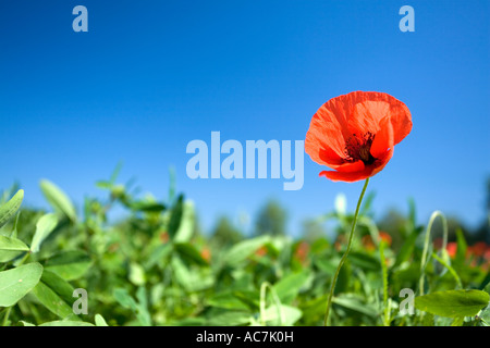 Mohnfeld in der Toskana Italien Stockfoto