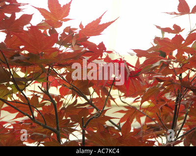 Einige der schönsten Bonsai-Bäume auf dem Display an der Malvern Frühlingsblume zeigen 2004 Worcestershire England Stockfoto