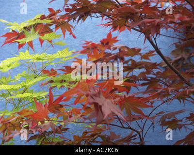 Einige der schönsten Bonsai-Bäume auf dem Display an der Malvern Frühlingsblume zeigen 2004 Worcestershire England Stockfoto