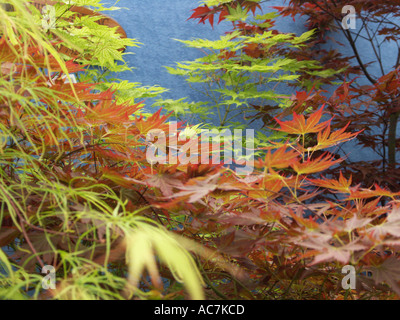 Einige der schönsten Bonsai-Bäume auf dem Display an der Malvern Frühlingsblume zeigen 2004 Worcestershire England Stockfoto