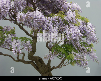 Einige der schönsten Bonsai-Bäume auf dem Display an der Malvern Frühlingsblume zeigen 2004 Worcestershire England Stockfoto