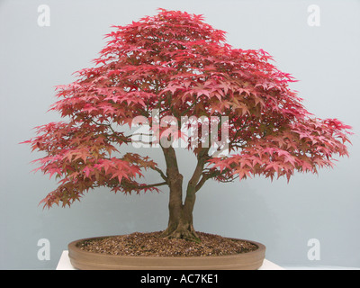 Einige der schönsten Bonsai-Bäume auf dem Display an der Malvern Frühlingsblume zeigen 2004 Worcestershire England Stockfoto