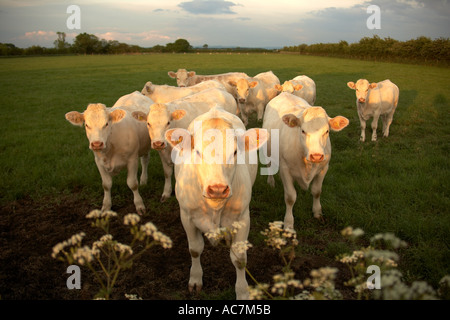 Eine Herde von Charolais Rinder in die Kamera East Yorkshire England uk suchen Stockfoto