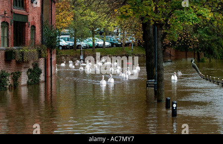 Schwäne schwimmen über überflutet Leinpfad in Worcester Stockfoto